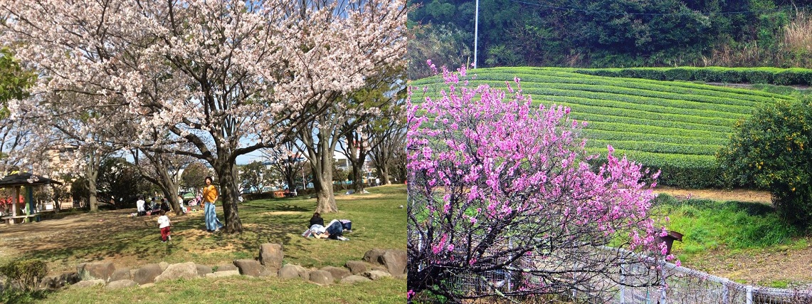 Sakura 2019